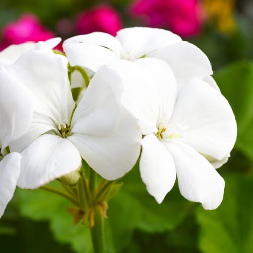 geraniums