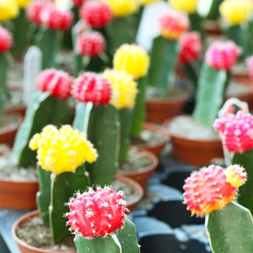 grafted color top cactus