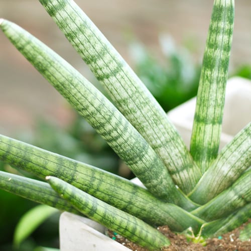 starfish sansevieria