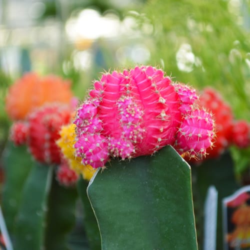 grafted cacti