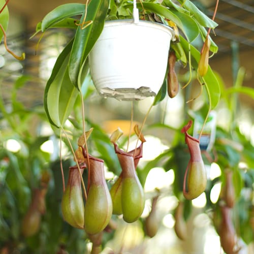 pitcher plant