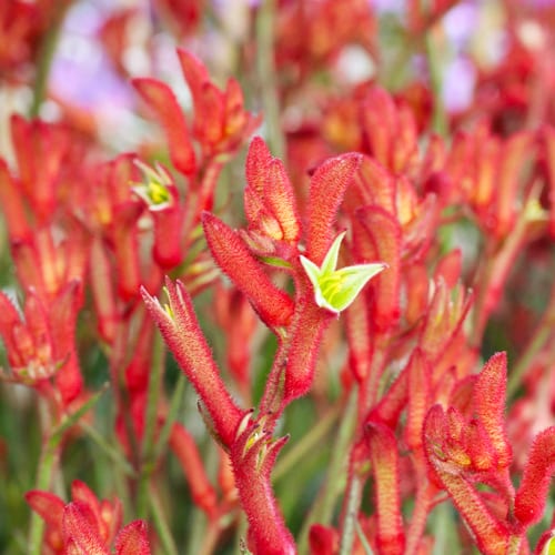 kangaroo paw plant