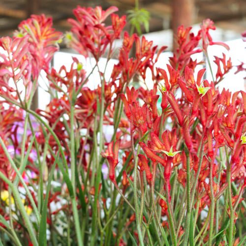 kangaroo paw