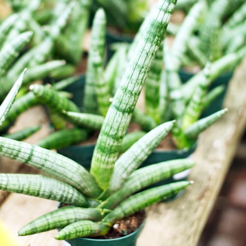 sansevieria