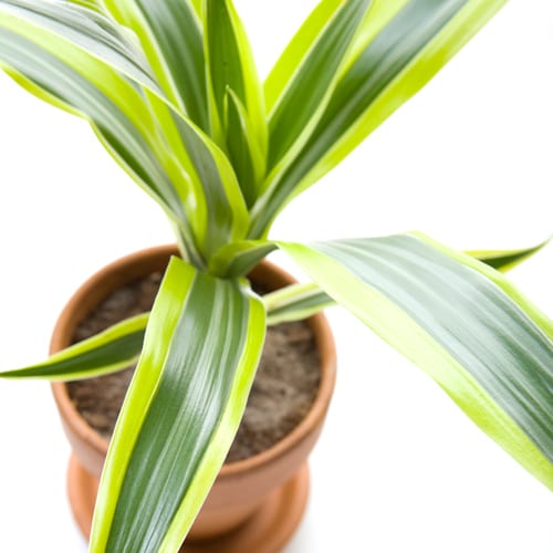 dracaena