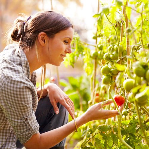 tomato plant