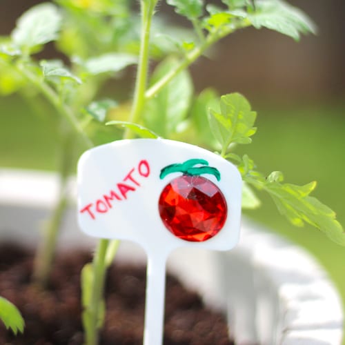 tomato tag