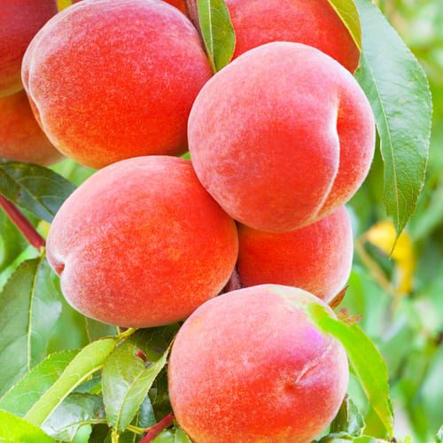 peaches