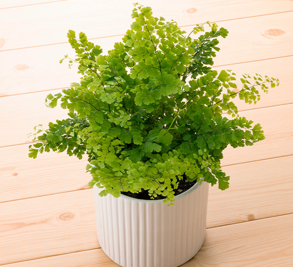 Link to Indoor Plants  product page