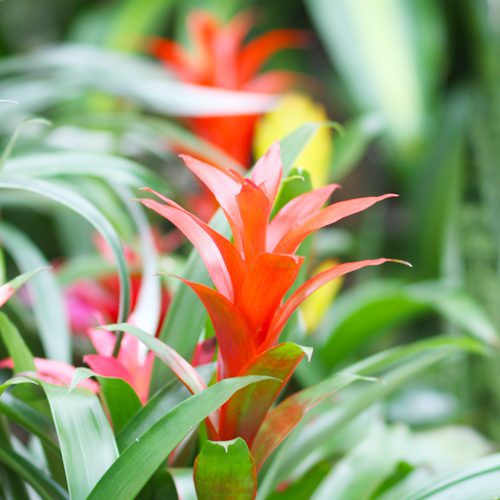 red bromeliad