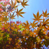 Japanese Maple Pick & Plant Package