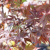 Japanese Maple Pick & Plant Package