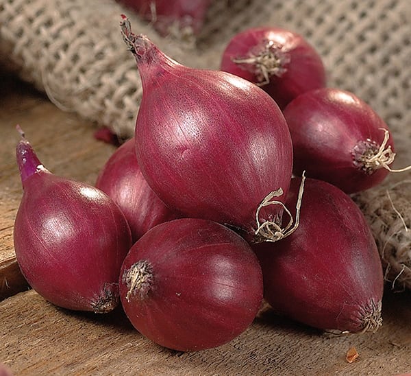 karmen red onion grouped on table