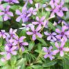 kawaii catharanthus blueberry kiss