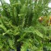 kim queen fern basket