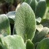 Lambs Ear