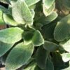 Lambs Ear