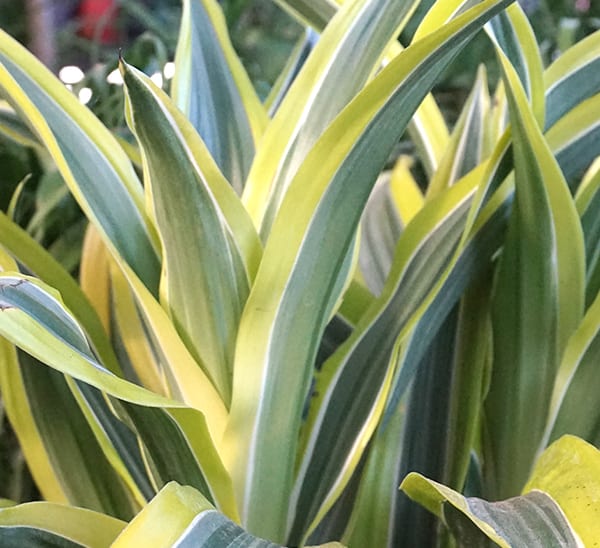 Dracaena Lemon Lime