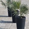 Linea Conic Planter