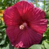 Perennial Luna Hibiscus