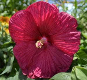 Luna Perennial Hibiscus - Calloway's Nursery