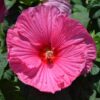 Perennial Luna Hibiscus