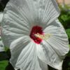 Perennial Luna Hibiscus