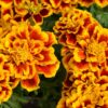 Marigolds