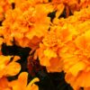 marigold orange mix