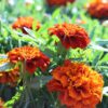 Marigolds