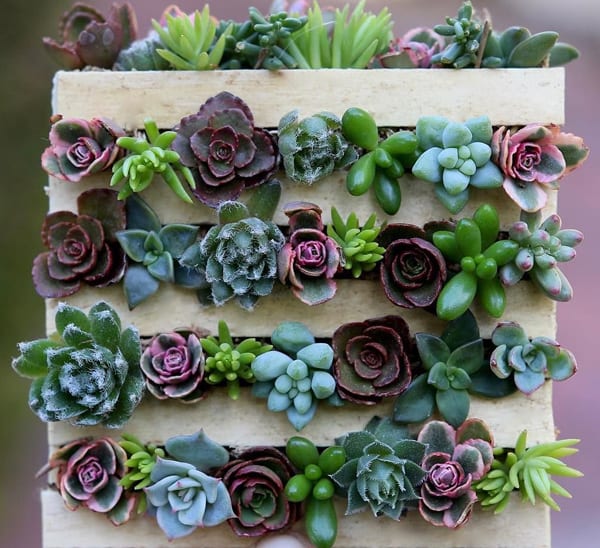 mini succulent pallet blog image 012518