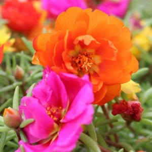 Moss Rose Flower Plant 