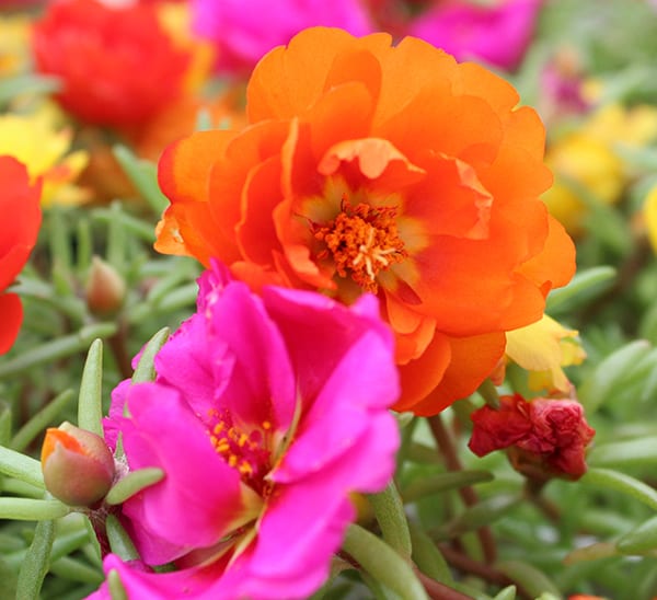 Moss Rose Care and Growing Tips - Birds and Blooms