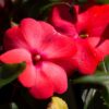 New Guinea Impatiens