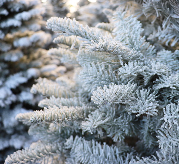 Fresh Cut Flocked Noble Fir