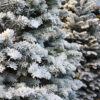 Fresh Cut Flocked Noble Fir