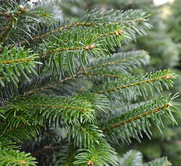 Fresh Cut Noble Fir Christmas Tree | Calloway's Nursery