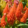 Celosia