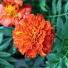 Marigolds