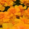 Marigolds