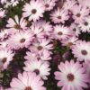 African Daisy