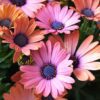 African Daisy