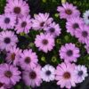 African Daisy