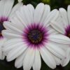 African Daisy