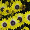 African Daisy