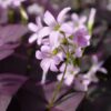 oxalis triangularis purple