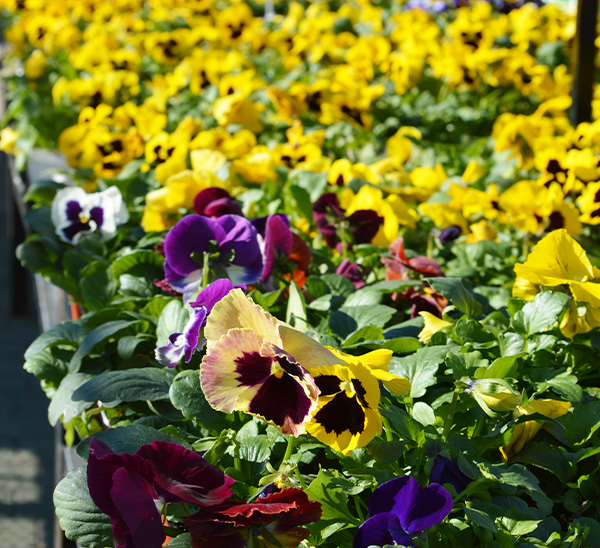 Link to Matrix® Pansies product page