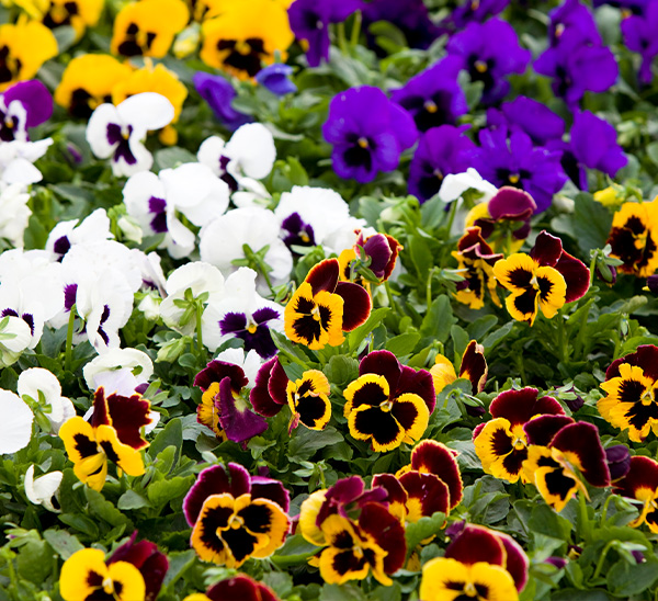 Marguerite Daisy - Calloway's Nursery