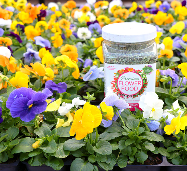 Link to Matrix® Pansies	  product page