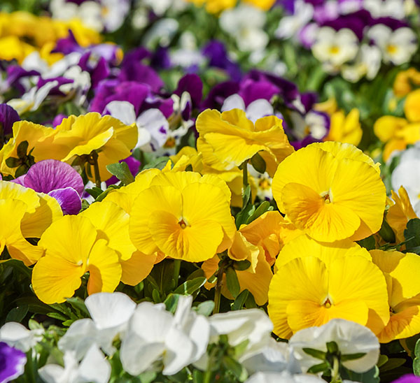 Link to Matrix® Pansies product page